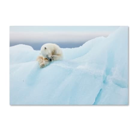 Joan Gil Raga 'Polar Bear Grooming' Canvas Art,30x47